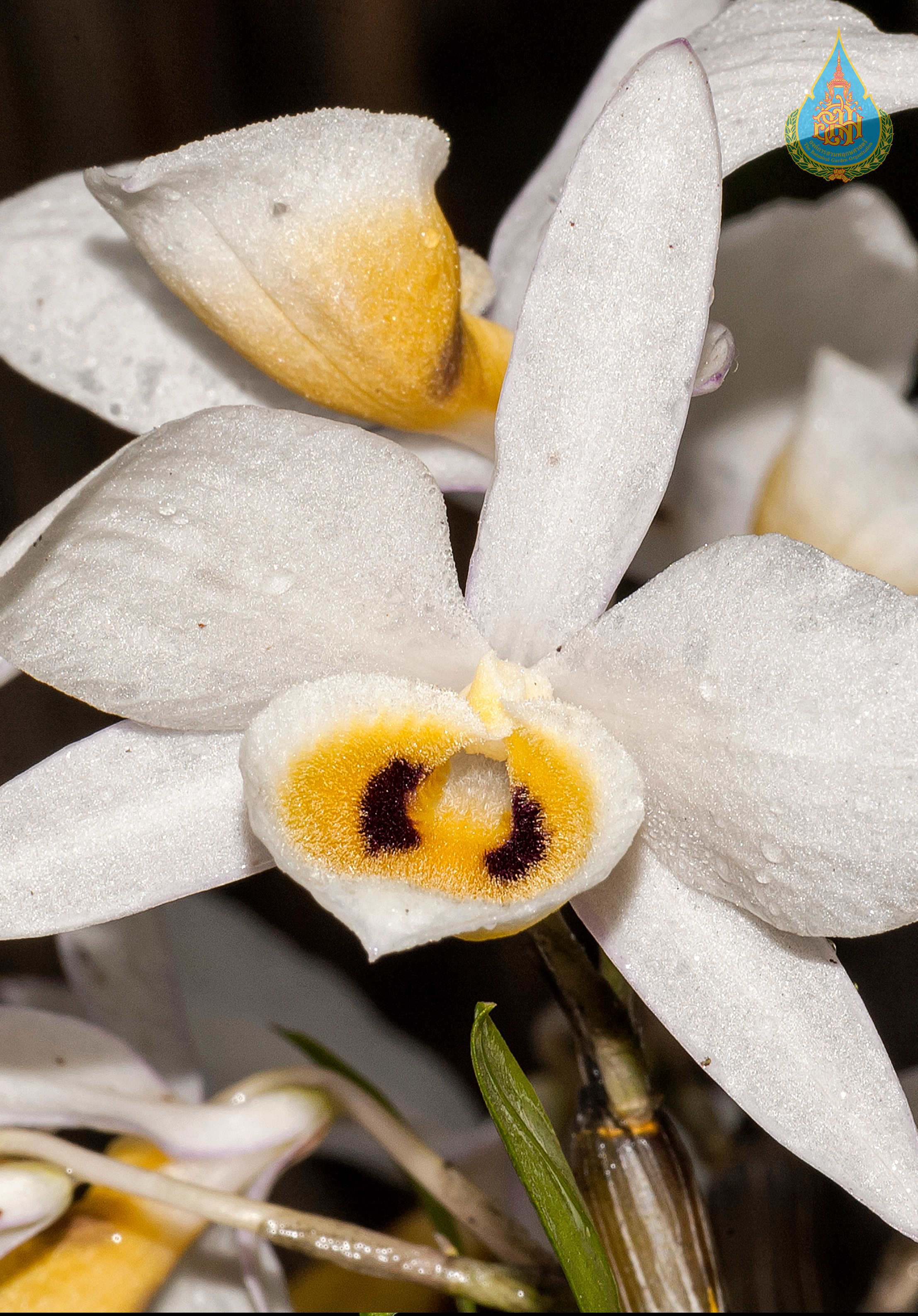 เอื้องสายดอกขาว Dendrobium bensoniae Rchb.f.<br/>ORCHIDACEAE